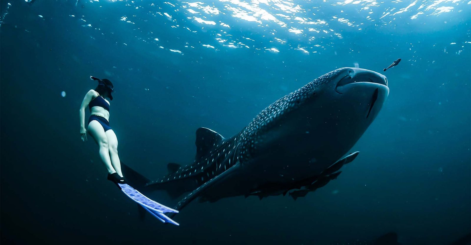 Holbox whale sharks — nada con el pez más grande del mundo