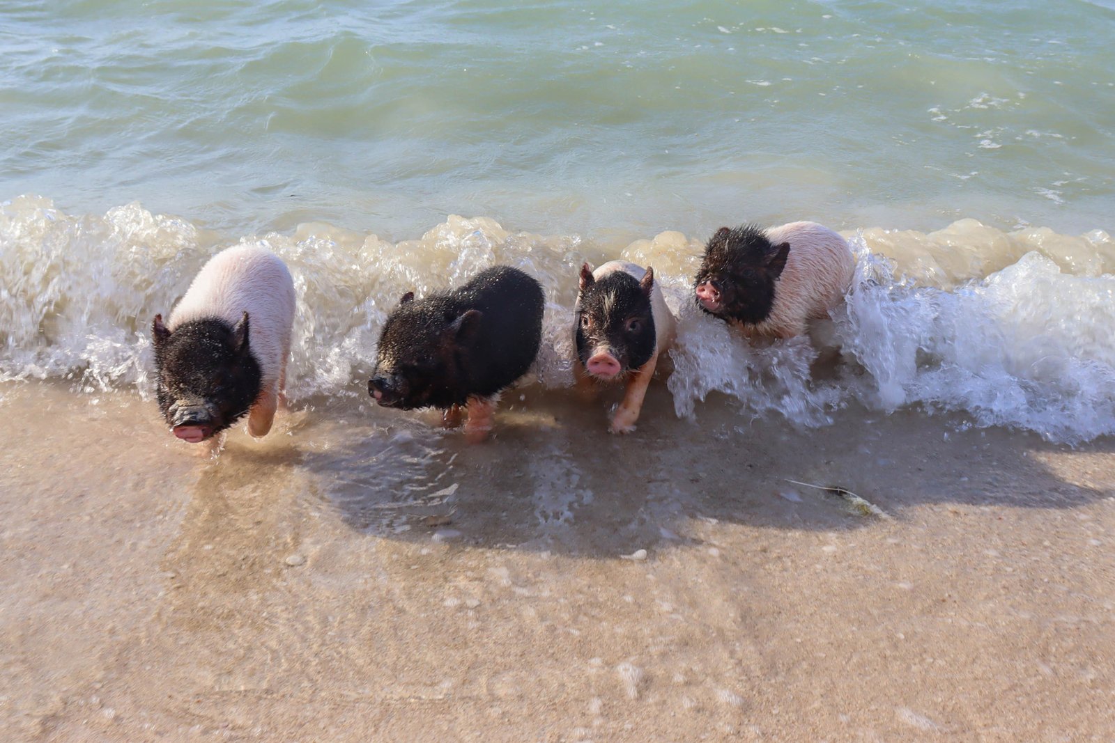 Tour a Pig Beach, Puerto Progreso y reserva ecológica El Corchito. Saliendo desde Mérida, Yucatán.