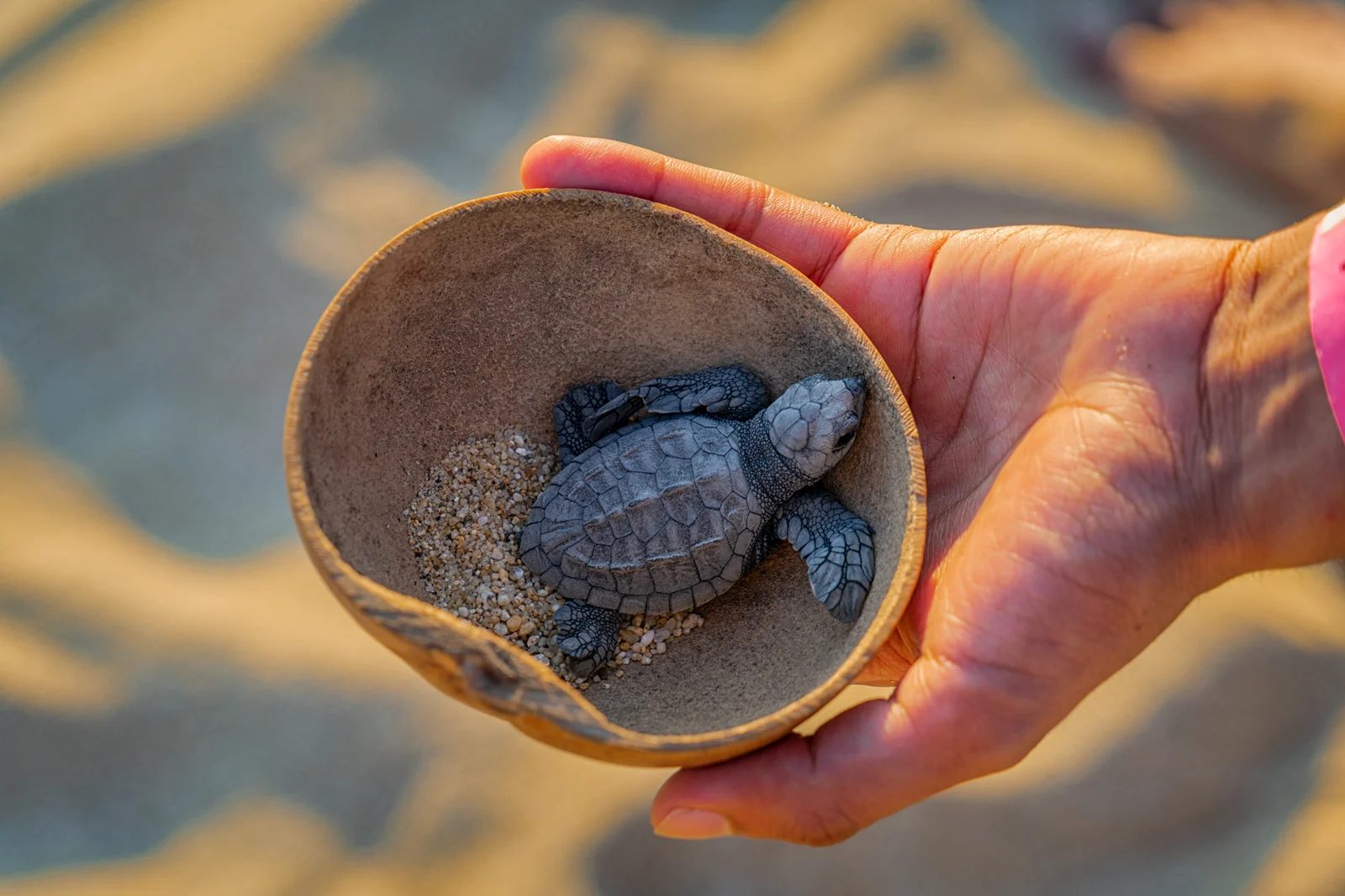 Experiencia de liberación de tortugas bebés en Oaxaca. Saliendo desde tu hotel en Puerto Escondido.